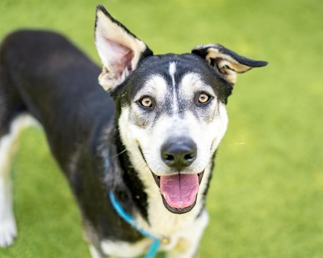 JOE JONAS, Adoptable, Young Male Siberian Husky & German Shepherd Dog.