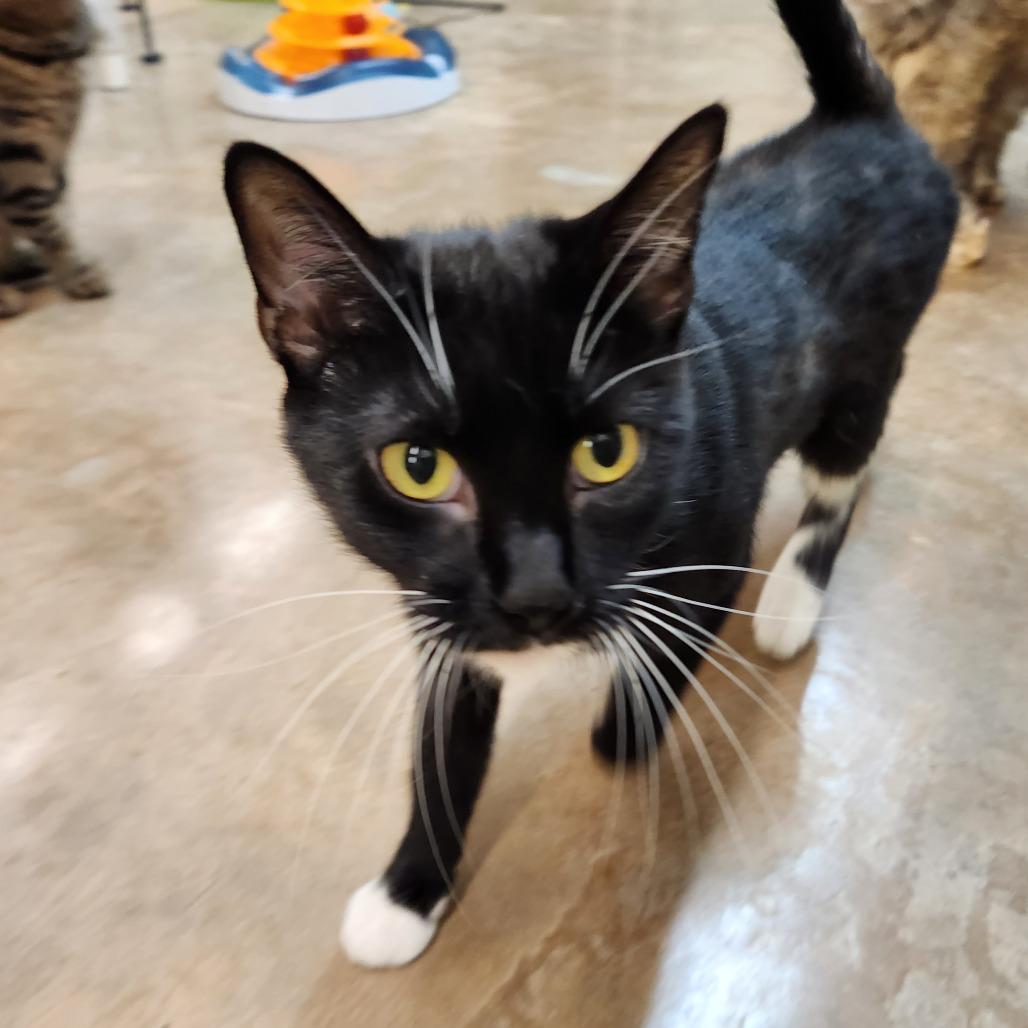 Raven, Adoptable, Adult Female Domestic Short Hair.