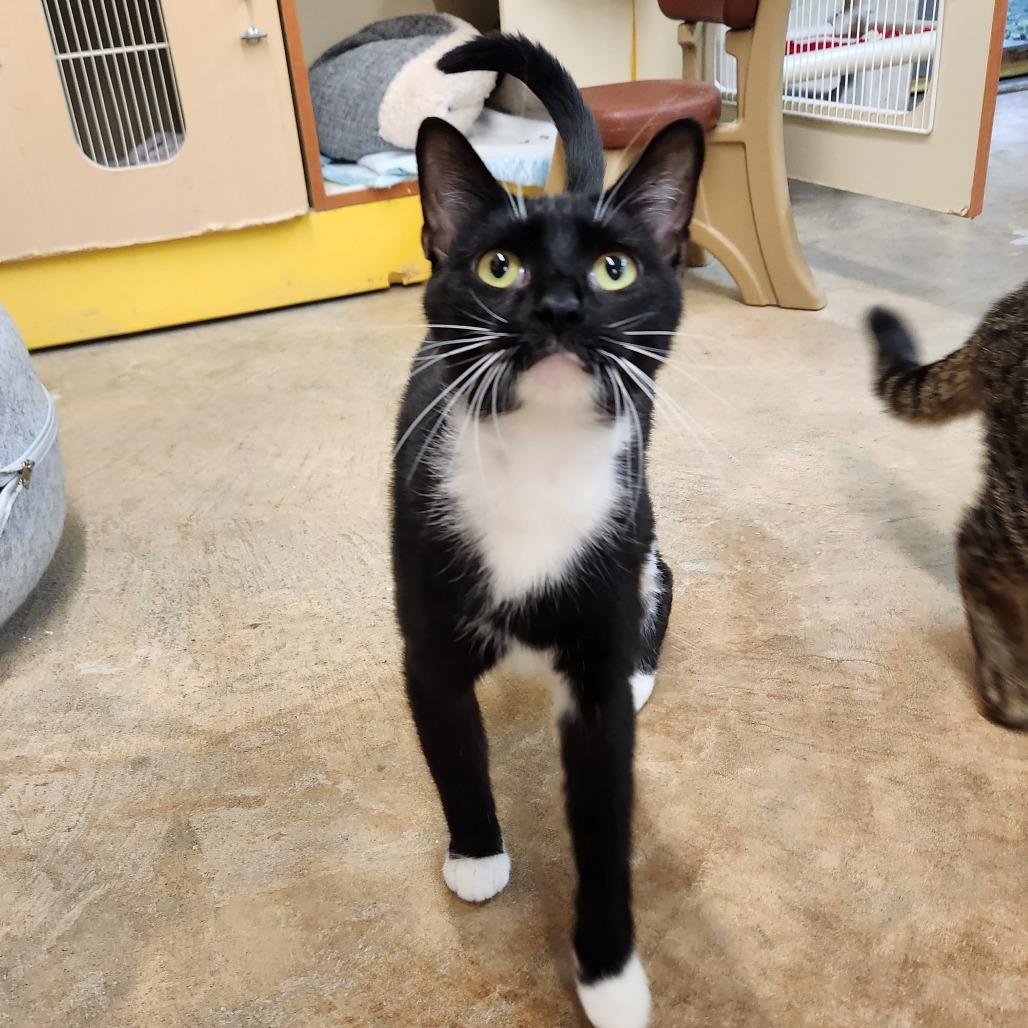 Enlarge Raven, a Adoptable Domestic Short Hair in Delaware, OH image 2/6