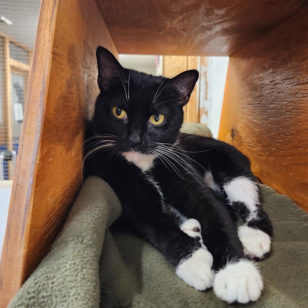 Enlarge Raven, a Adoptable Domestic Short Hair in Delaware, OH image 3/6