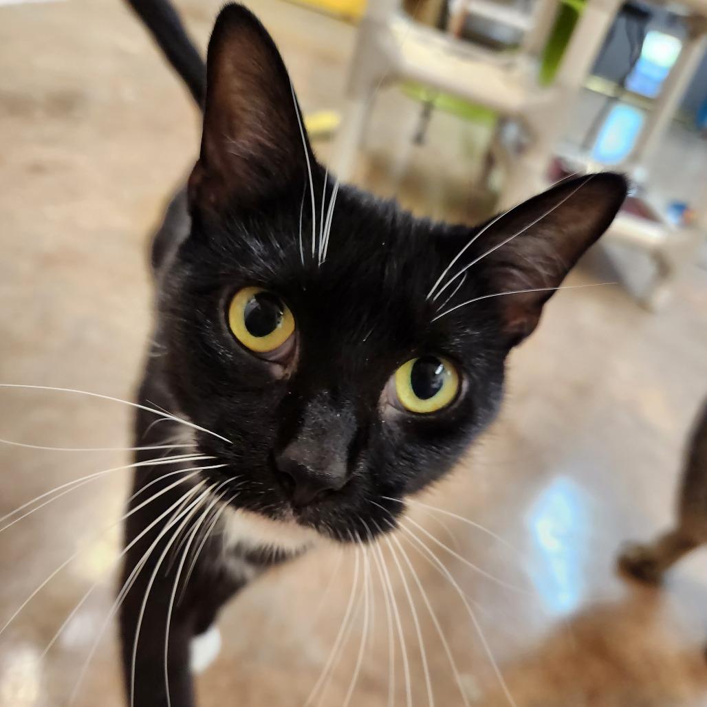Enlarge Raven, a Adoptable Domestic Short Hair in Delaware, OH image 4/6