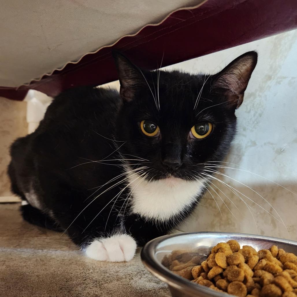 Enlarge Raven, a Adoptable Domestic Short Hair in Delaware, OH image 5/6