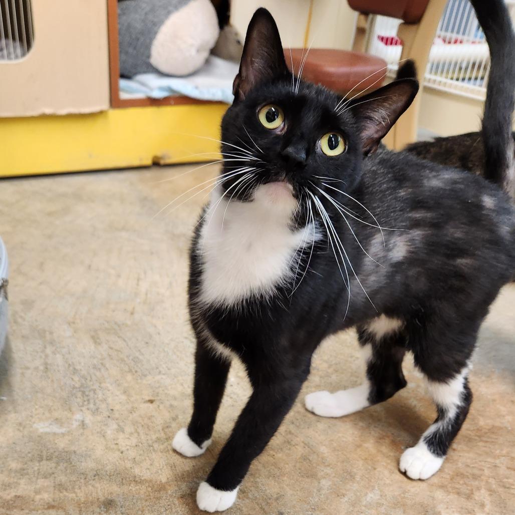 Enlarge Raven, a Adoptable Domestic Short Hair in Delaware, OH image 6/6