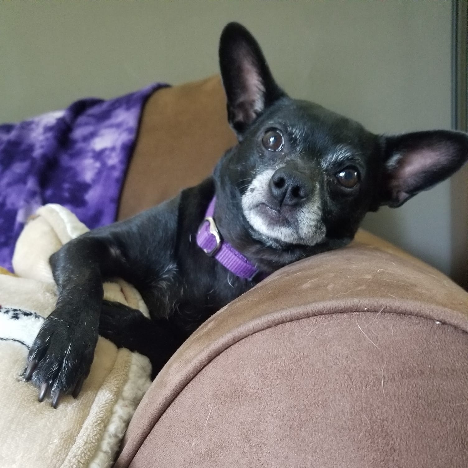 ChiChi, Adult Female Chihuahua