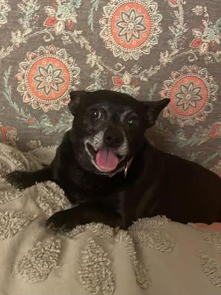 ChiChi, an adoptable Chihuahua, Mixed Breed in Watertown, WI, 53094 | Photo Image 5