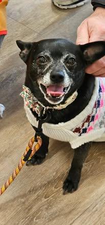 Enlarge ChiChi, a Adoptable mixed breed in Watertown, WI image 2/5