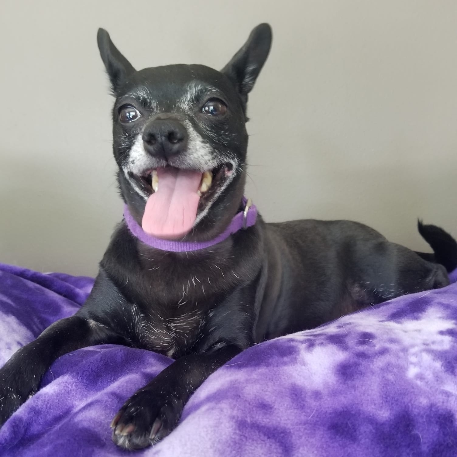 Enlarge ChiChi, a Adoptable mixed breed in Watertown, WI image 4/5