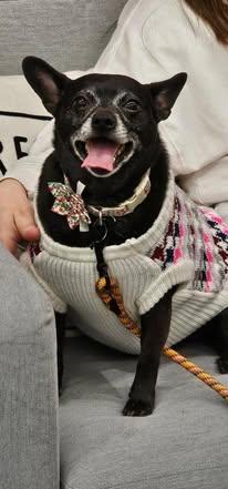 Enlarge ChiChi, a Adoptable mixed breed in Watertown, WI image 1/5