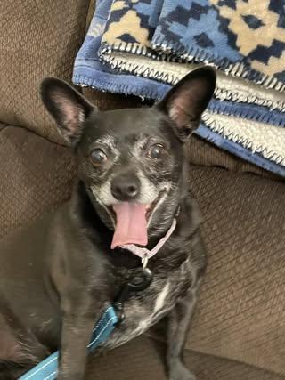 ChiChi, an adoptable Chihuahua, Mixed Breed in Watertown, WI, 53094 | Photo Image 6