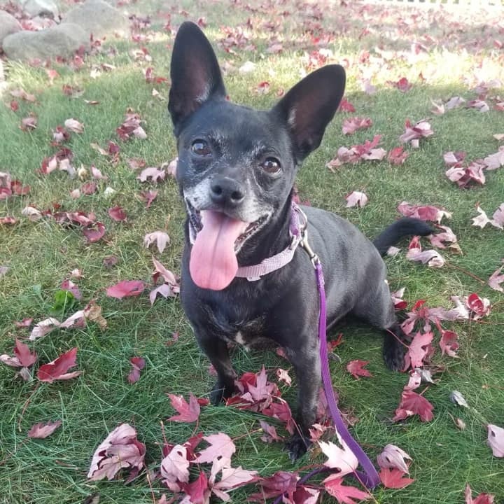 Enlarge ChiChi, a Adoptable mixed breed in Watertown, WI image 3/5