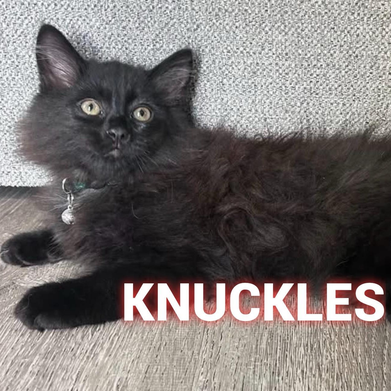 KNUCKLES, Adopted, Kitten Male Domestic Long Hair.