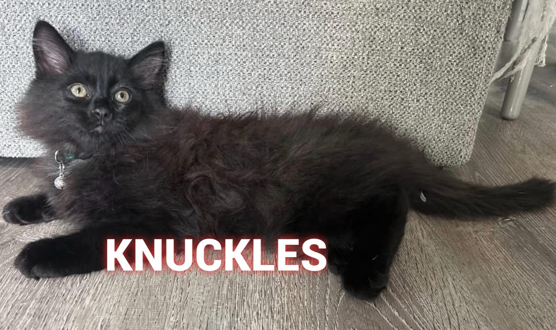 Enlarge KNUCKLES, a Adopted Domestic Long Hair in Conway, SC image 2/2