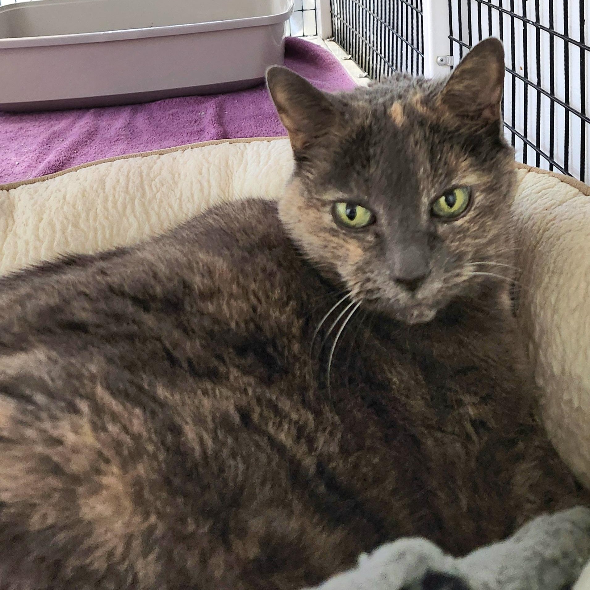 Mirabel, ADOPTABLE, Adult Female Domestic Short Hair.