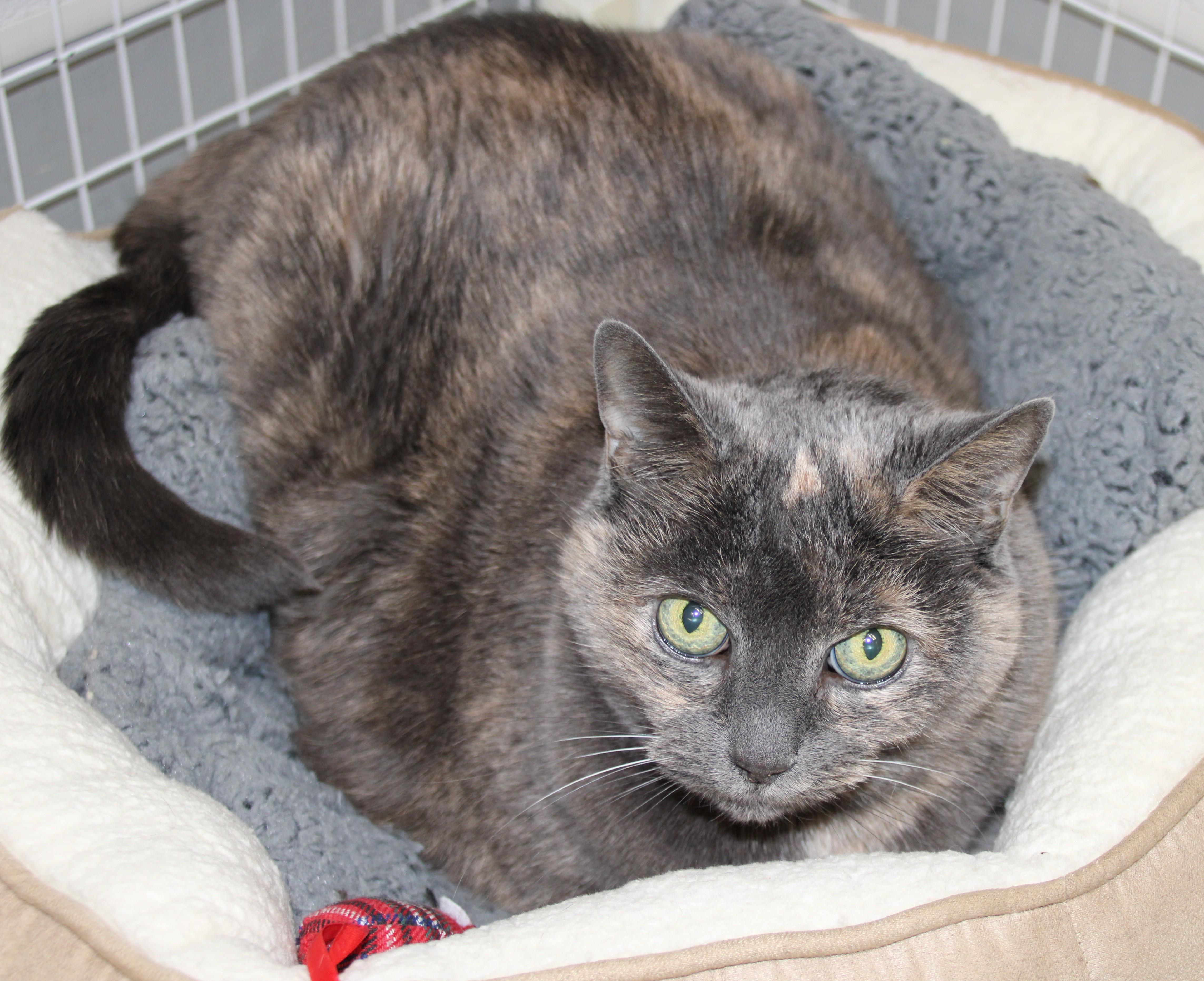 Enlarge Mirabel, a ADOPTABLE Domestic Short Hair in Medfield, MA image 1/1