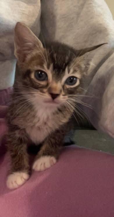 Enlarge Mocha, a Adoptable Domestic Short Hair in Buford, GA image 4/4