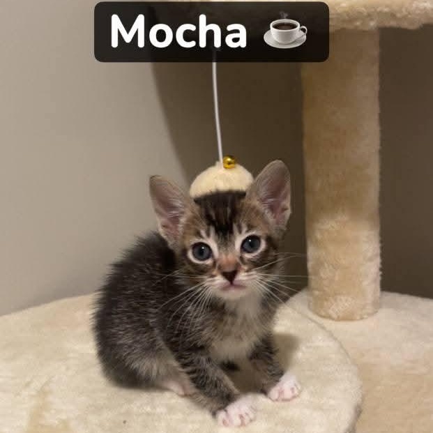 Enlarge Mocha, a Adoptable Domestic Short Hair in Buford, GA image 1/4