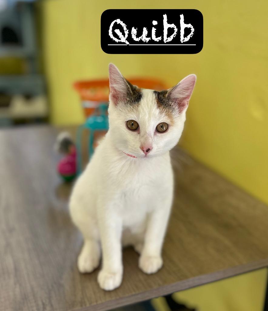 Quibb, Adoptable, Kitten Female Domestic Short Hair.