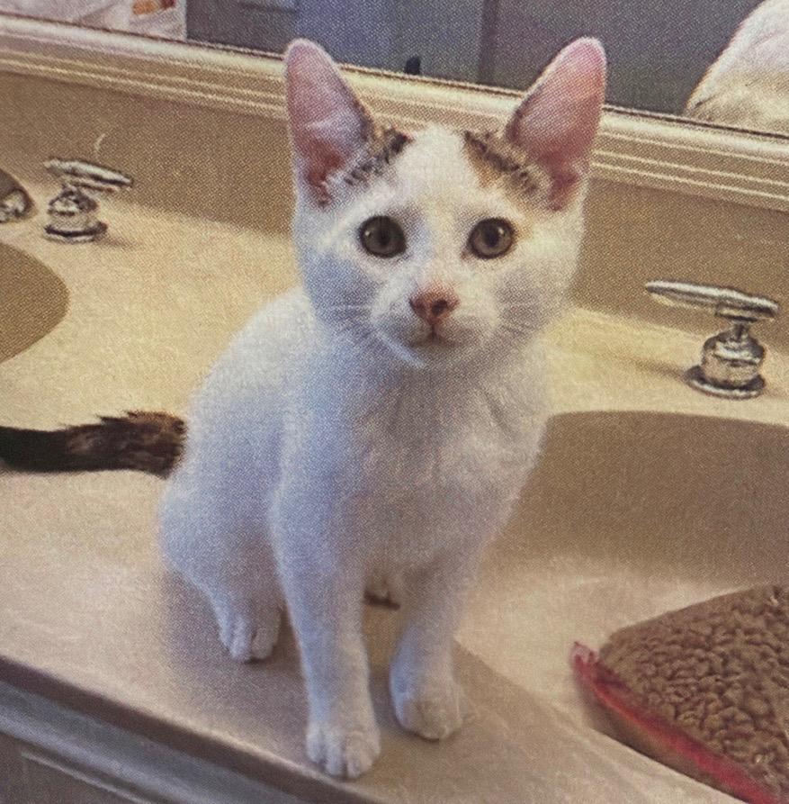 Quibb, Adoptable, Young Female Domestic Short Hair.