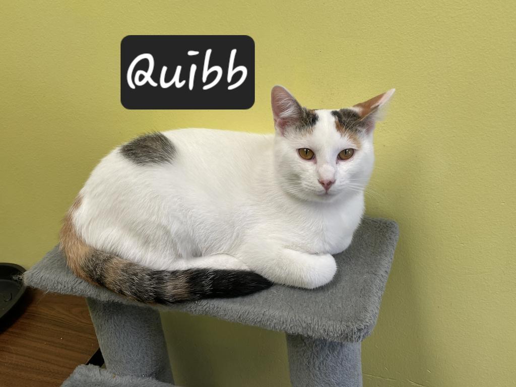 Enlarge Quibb, a Adoptable mixed breed in Maumelle, AR image 2/6