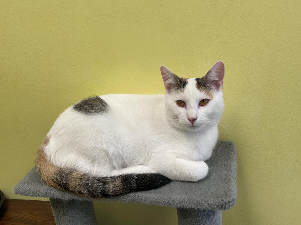 Enlarge Quibb, a Adoptable mixed breed in Maumelle, AR image 4/6