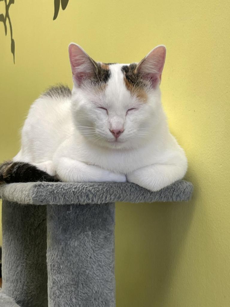 Enlarge Quibb, a Adoptable mixed breed in Maumelle, AR image 5/6