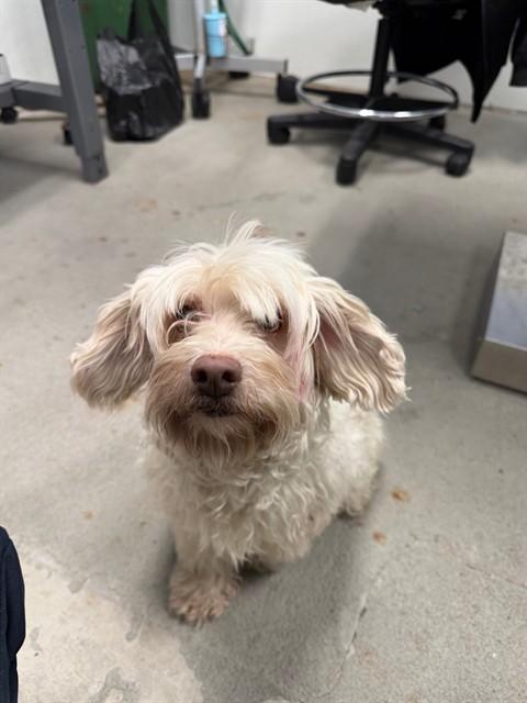 Emmy, adopted, Adult Female Cocker Spaniel & Poodle.