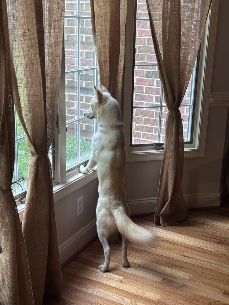 Sunni, Adoptable, Young Female American Eskimo Dog & Jindo.