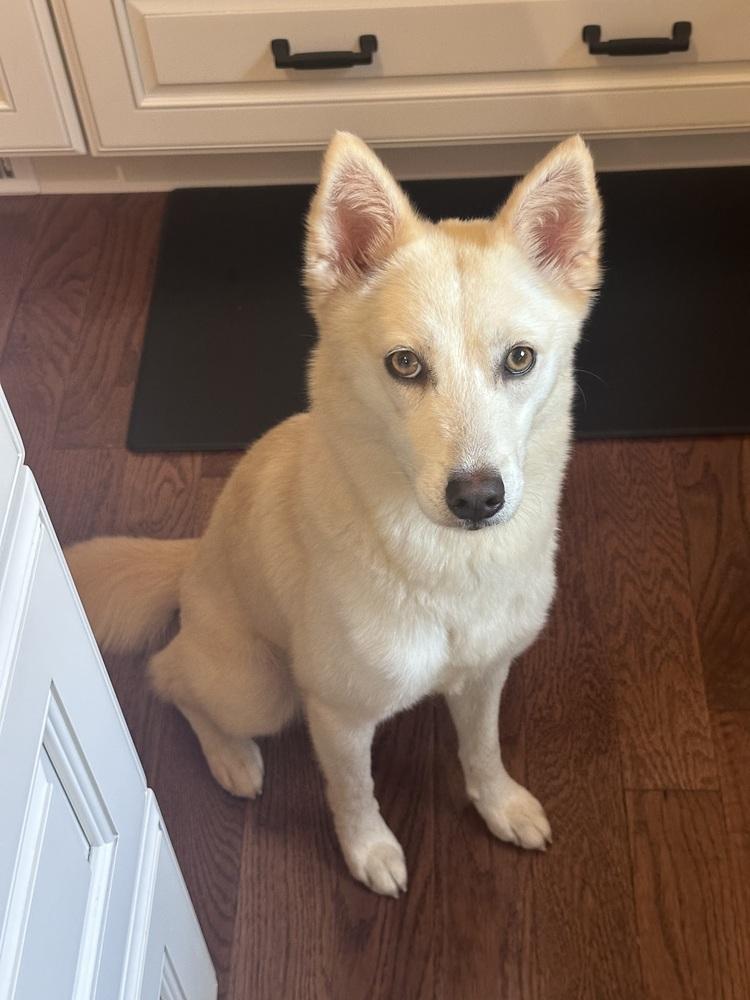 Enlarge Sunni, a Adoptable mixed breed in Willingboro, NJ image 3/6