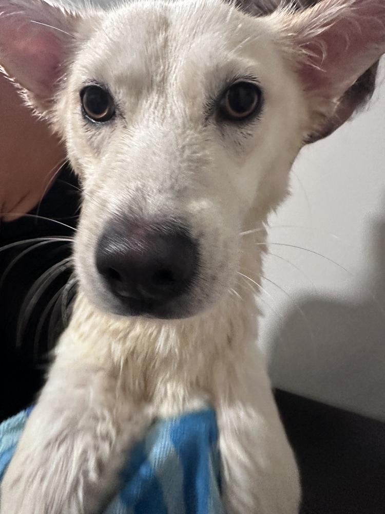 Enlarge Sunni, a Adoptable mixed breed in Willingboro, NJ image 5/6