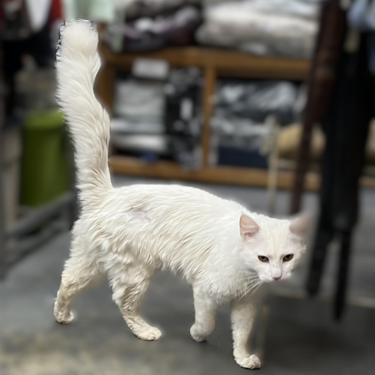 Enlarge Prince (sweet and affectionate), a Adoptable Domestic Long Hair in Shingletown, CA image 5/6