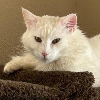 Enlarge Prince (sweet and affectionate), a Adoptable Domestic Long Hair in Shingletown, CA image 2/6