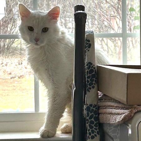 Enlarge Prince (sweet and affectionate), a Adoptable Domestic Long Hair in Shingletown, CA image 3/6