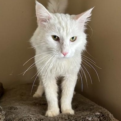 Enlarge Prince (sweet and affectionate), a Adoptable Domestic Long Hair in Shingletown, CA image 6/6