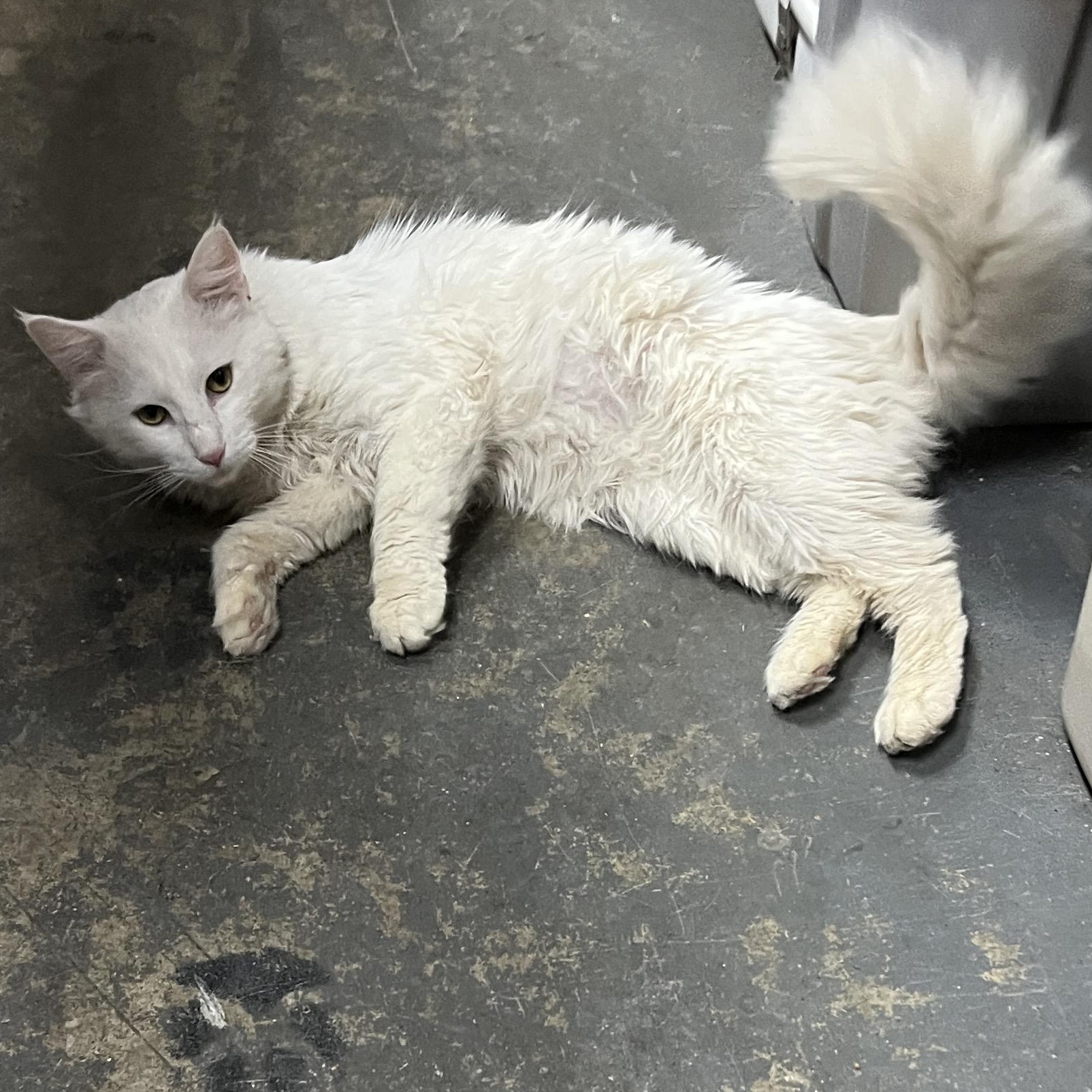 Prince (sweet and affectionate), Adoptable, Young Male Domestic Long Hair.