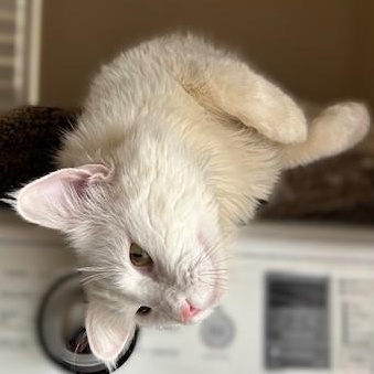 Enlarge Prince (sweet and affectionate), a Adoptable Domestic Long Hair in Shingletown, CA image 4/6