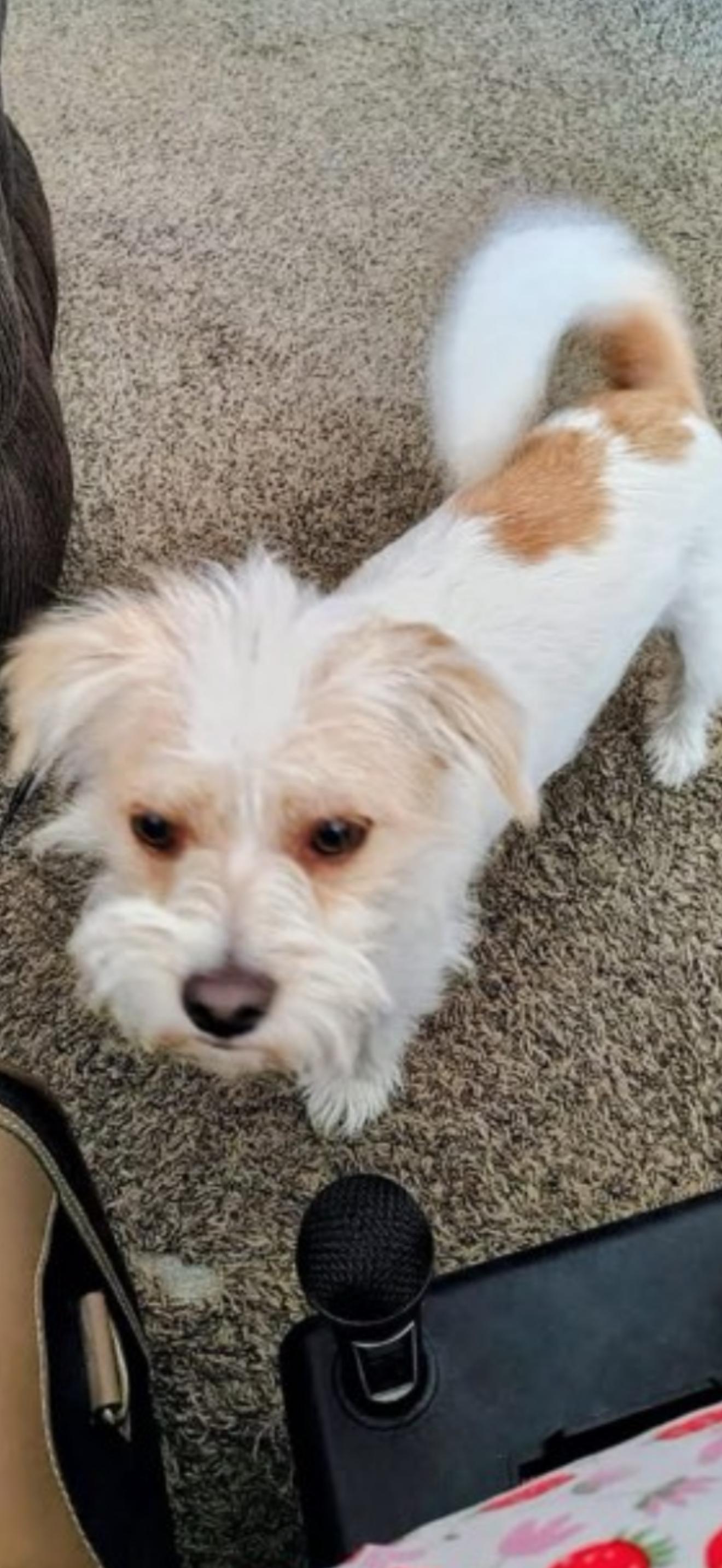 Riley - The Sweetest Boy, an adoptable Jack Russell Terrier, Havanese in Rancho Cucamonga , CA, 91739 | Photo Image 2