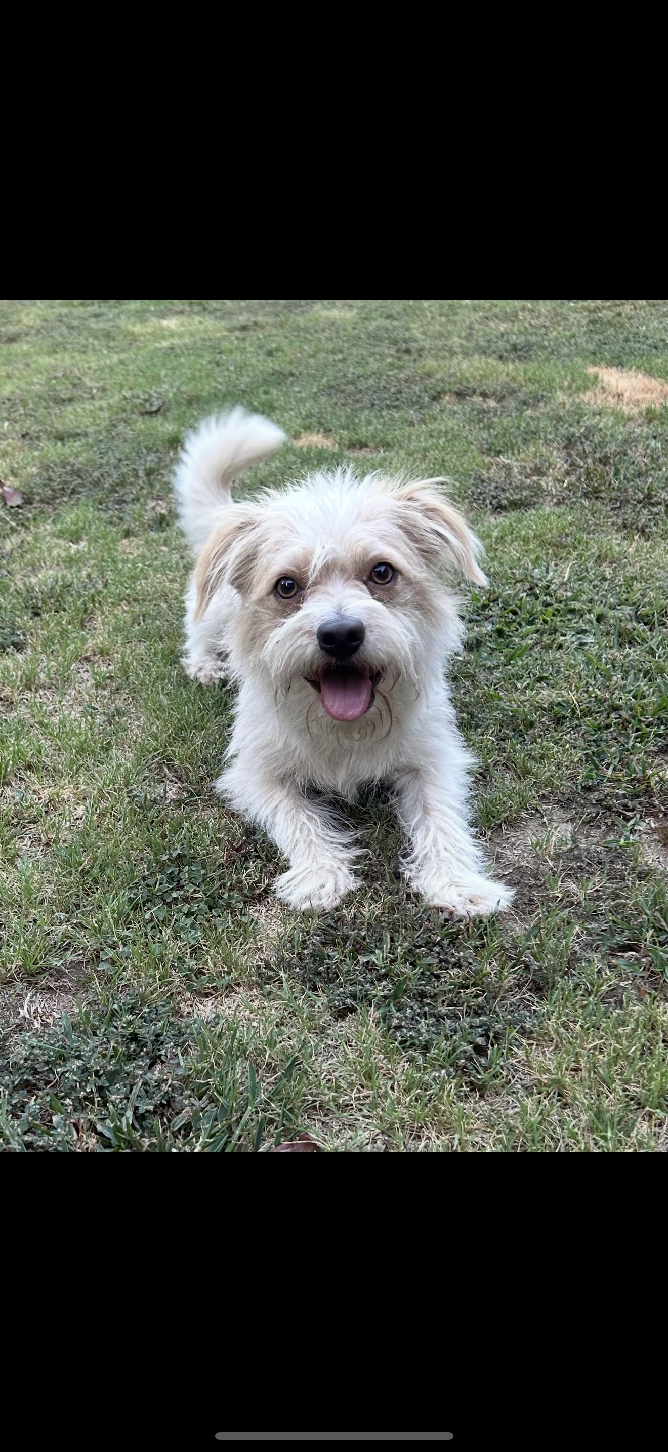 Riley - The Sweetest Boy, an adoptable Jack Russell Terrier, Havanese in Rancho Cucamonga , CA, 91739 | Photo Image 3