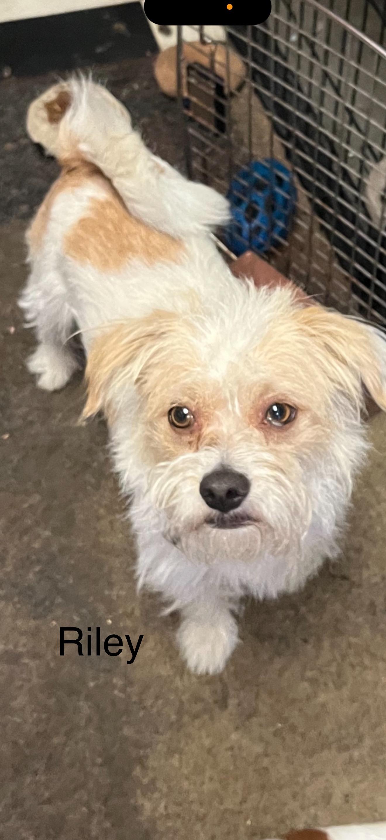 Enlarge Riley - The Sweetest Boy, a Adoptable mixed breed in Rancho Cucamonga , CA image 1/4