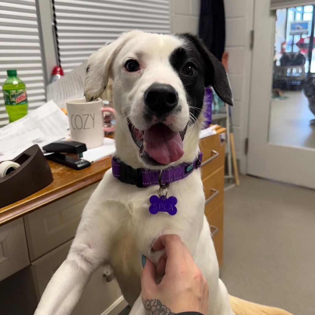 Bologna, Adoptable, Young Male Mixed Breed.