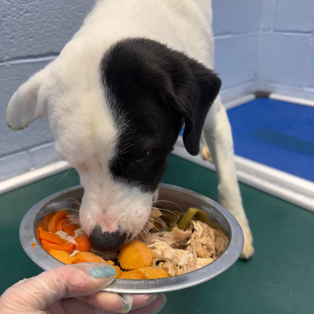 Bologna, a Adoptable Mixed Breed in Martinsville, VA image 2/6