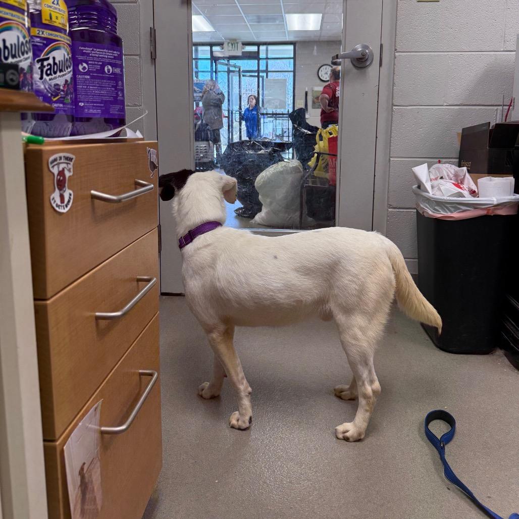 Bologna, a Adoptable Mixed Breed in Martinsville, VA image 3/6