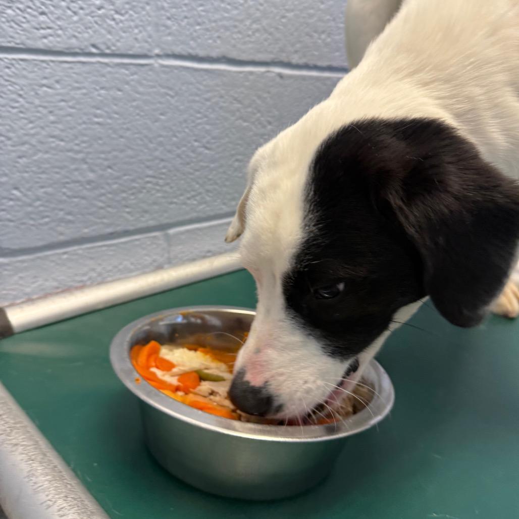 Bologna, a Adoptable Mixed Breed in Martinsville, VA image 4/6