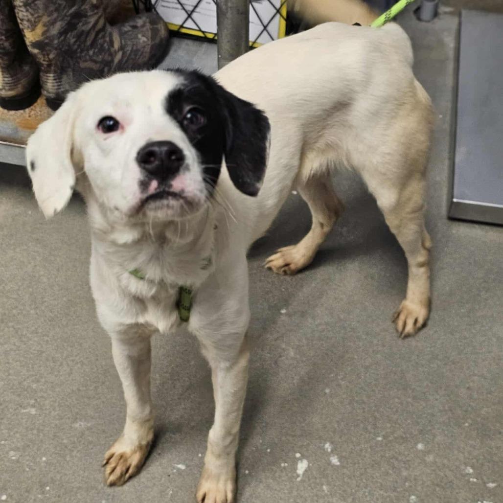 Bologna, a Adoptable Mixed Breed in Martinsville, VA image 5/6