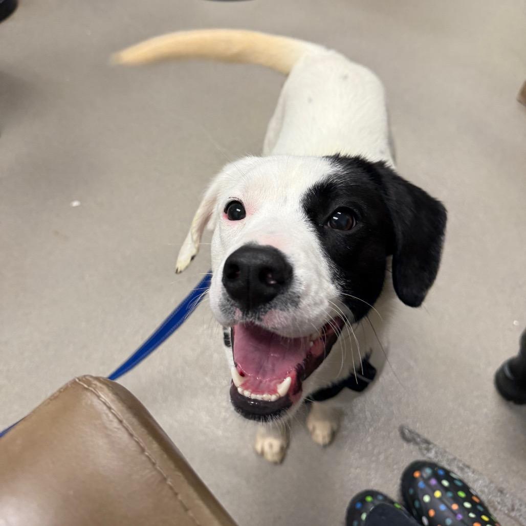 Bologna, a Adoptable Mixed Breed in Martinsville, VA image 6/6