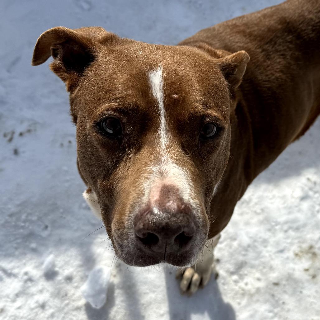 Rosa**My Adoption Is Fully Sponsored By A Loving Friend *, Adoptable, Senior Female Pit Bull Terrier & Mixed Breed.