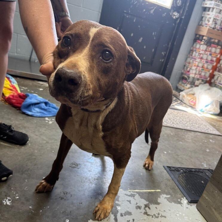 Enlarge Rosa**My Adoption Is Fully Sponsored By A Loving Friend *, a Adoptable mixed breed in Wappingers Falls, NY image 3/3