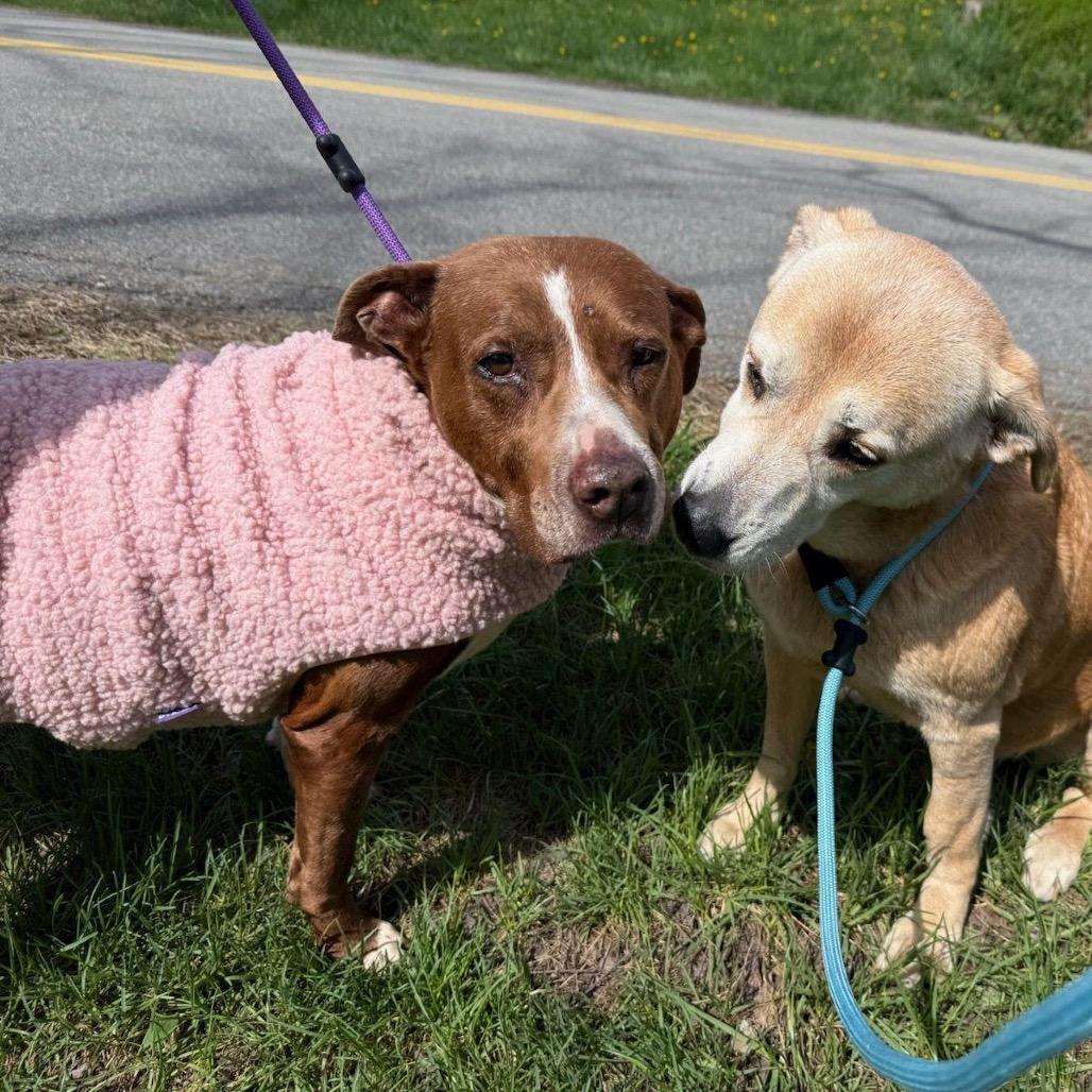 Rosa**My Adoption Is Fully Sponsored By A Loving Friend *, a Adoptable mixed breed in Wappingers Falls, NY image 3/3
