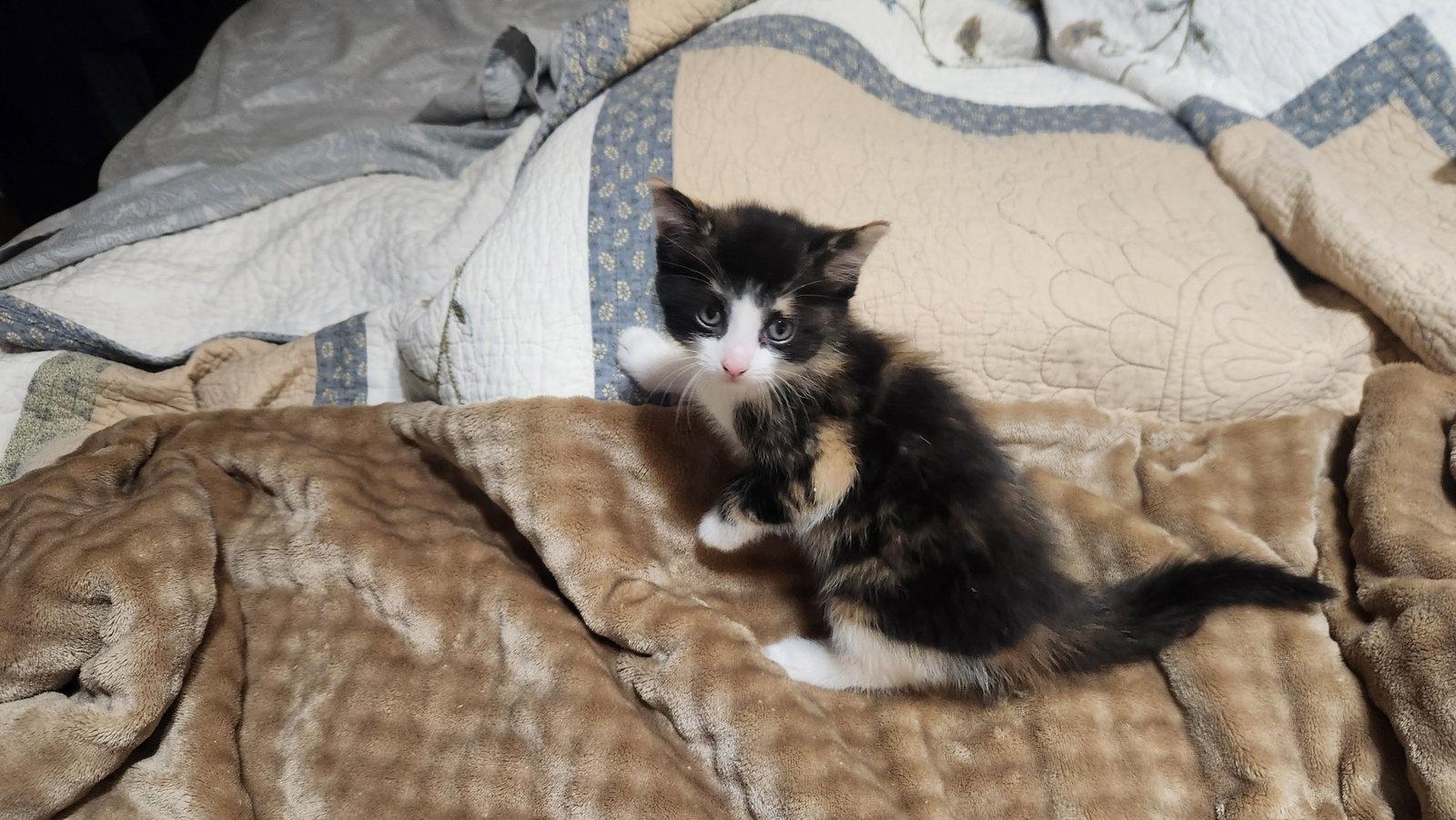 Claudia, Adoptable, Kitten Female Domestic Medium Hair.