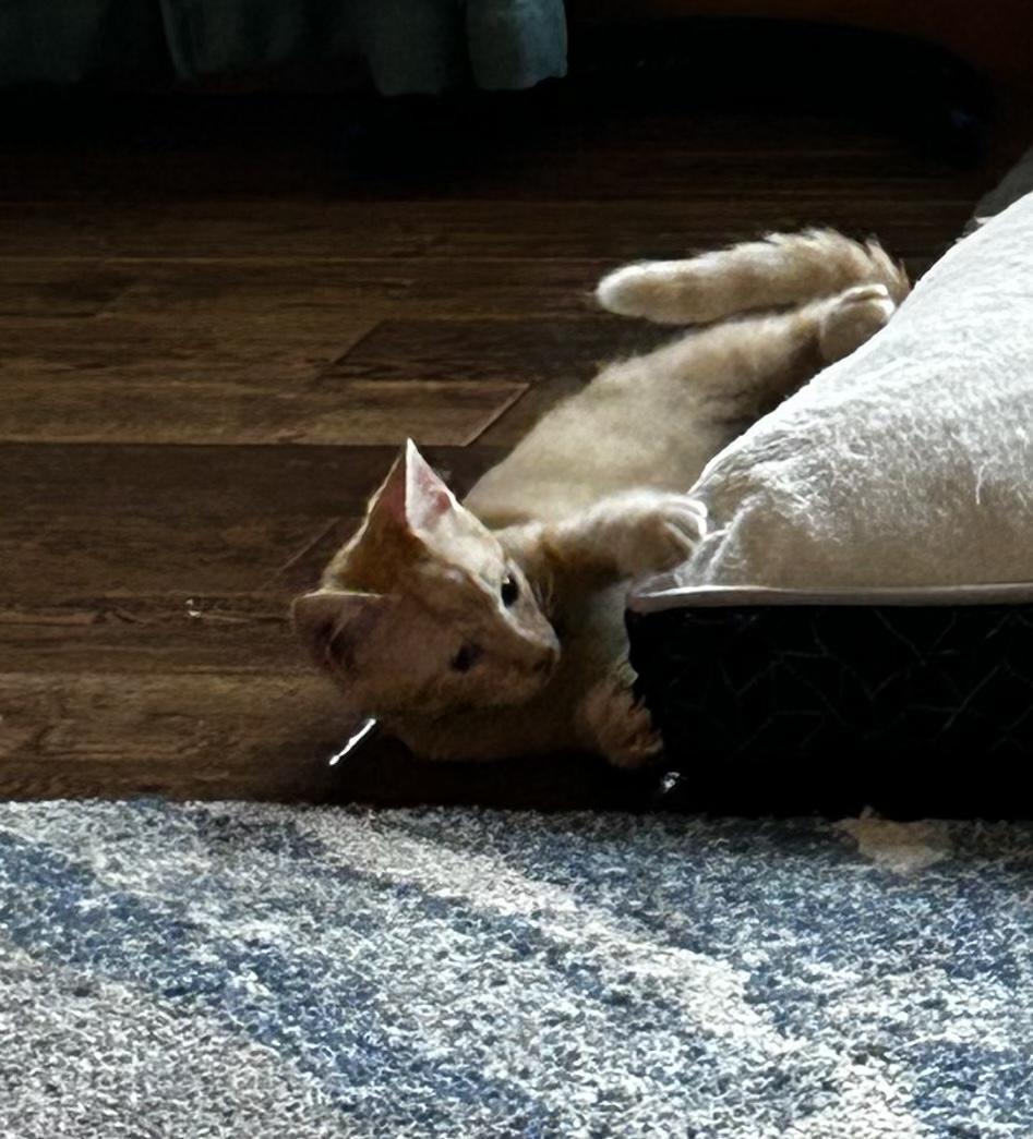 Carrot, a Adoptable Domestic Short Hair in Bloomsdale, MO image 2/6