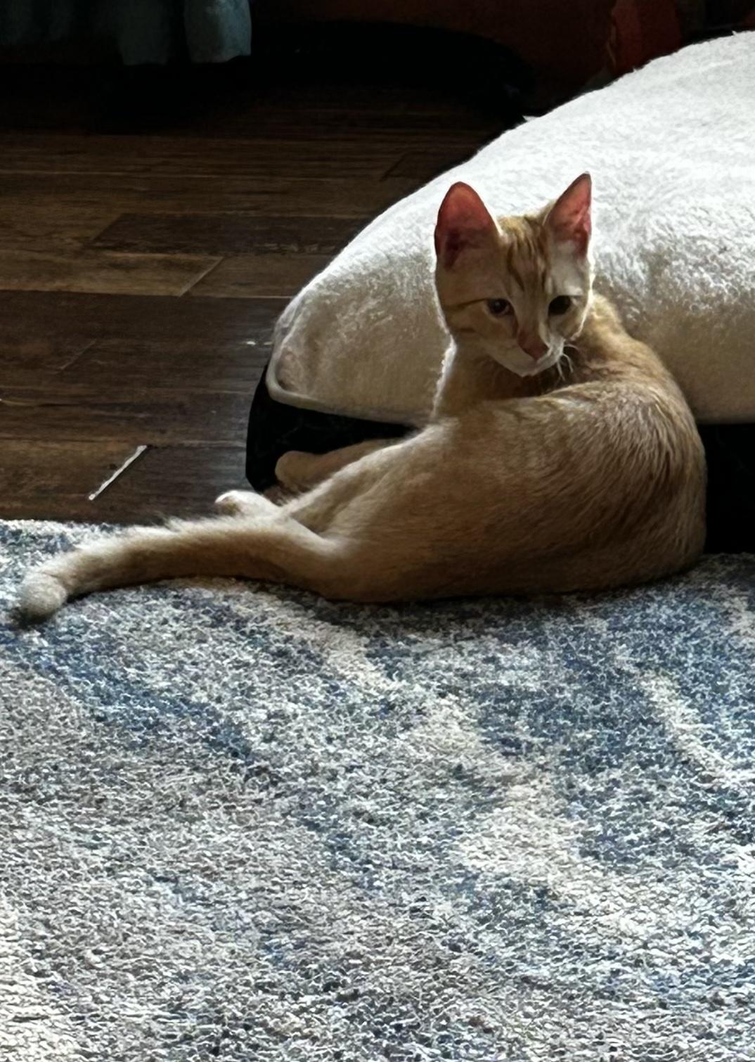 Carrot, a Adoptable Domestic Short Hair in Bloomsdale, MO image 3/6